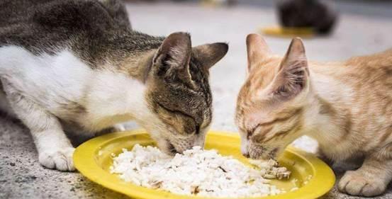 新生小猫的营养需求与饮食调理（解决宠物小猫食欲不振的有效方法）