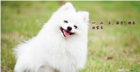 从幼犬到成犬，狗的生长轨迹（探秘狗狗成长的奥秘）