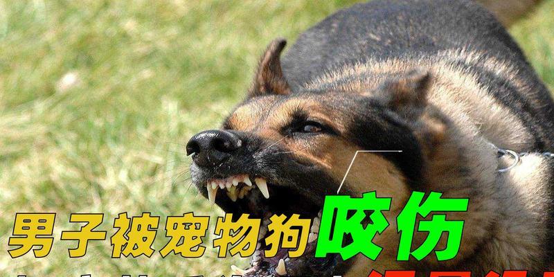 狂犬病疫苗接种后，如何让宠物安全叫唤（从接种前的准备到接种后的注意事项）