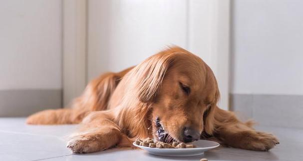 狗狗何时可以不再以狗粮为主食（健康饮食的关键诀窍以及犬主们需要了解的知识）