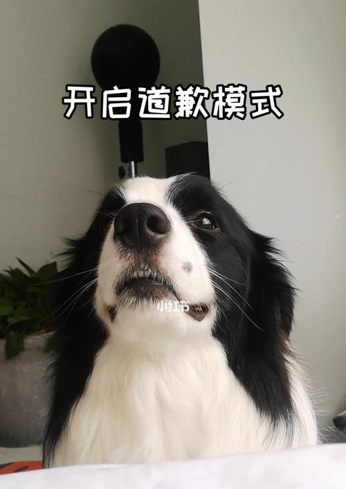 狗狗犯错如何训斥（舔主人脸是否适宜）