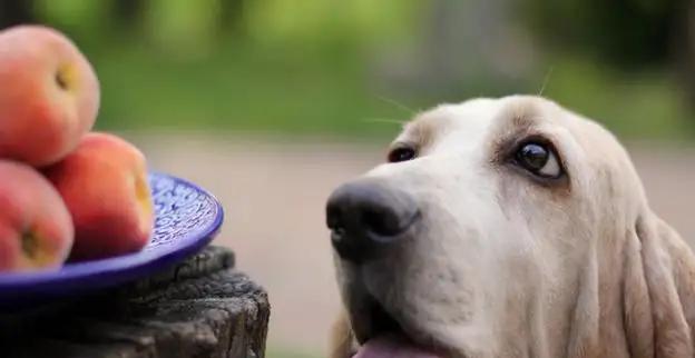 狗狗怀孕时能否吃桃子（宠物健康知识）