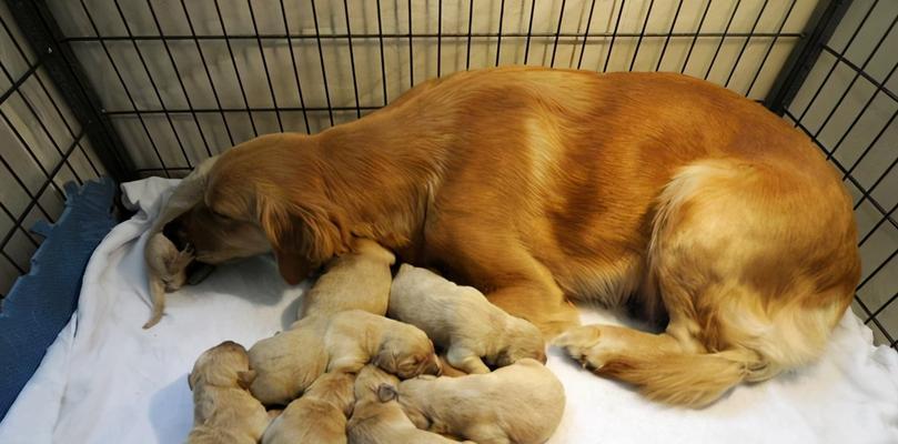 怀孕母犬应该吃什么狗粮（以狗粮为主的营养饮食）