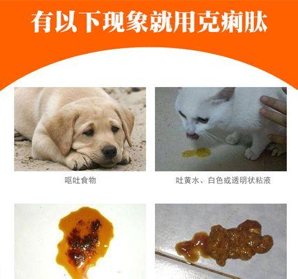 狗狗拉肚子的原因与应对方法（宠物爱好者必看）