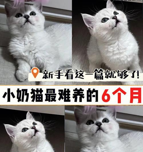 如何科学养护2个月小猫（以宠物为主）