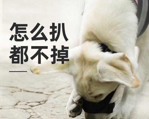 2月拉布拉多犬不能吃什么（保护宠物健康）