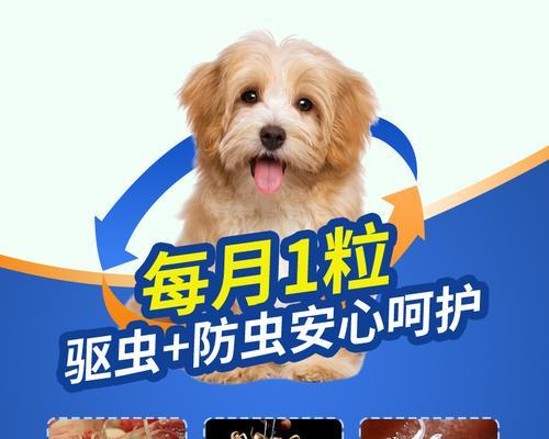 宠物犬3个月如何使用驱虫药（保护宠物犬健康）