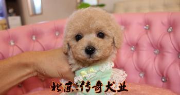 如何合理养护一只3岁半的泰迪犬（以宠物为主）