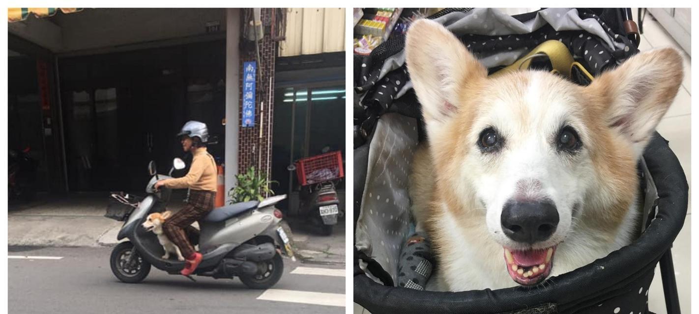 电动车带狗狗出行（40天的小狗也能安全出行）