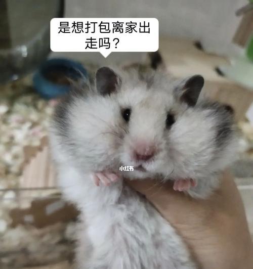 小猫咪肚子鼓鼓的原因和应对方法（探究40天小猫咪的腹胀症状）