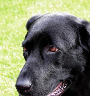 拉布拉多犬如何合理饮食（了解45公斤拉布拉多的饮食需求）