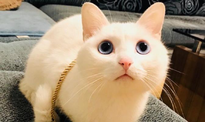 猫咪宠物名字大赏——以4月1出生的猫咪为主题（探寻猫咪名字的奥秘）