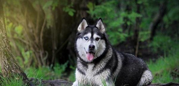 五个月的哈士奇怎么吃才能快速长个子（宠物犬的营养需求与饮食方法解析）