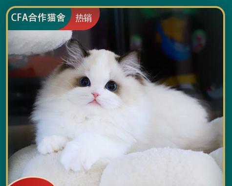 探寻CFA布偶猫双色之美（以宠物为主的猫咪之王）