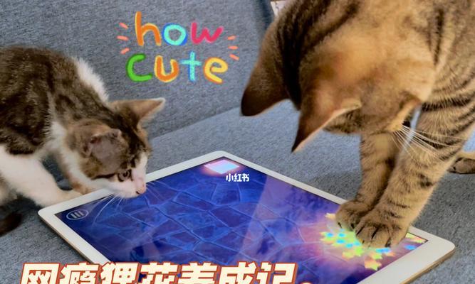 iPad猫咪教程——让宠物也拥有科技新体验（从零开始）