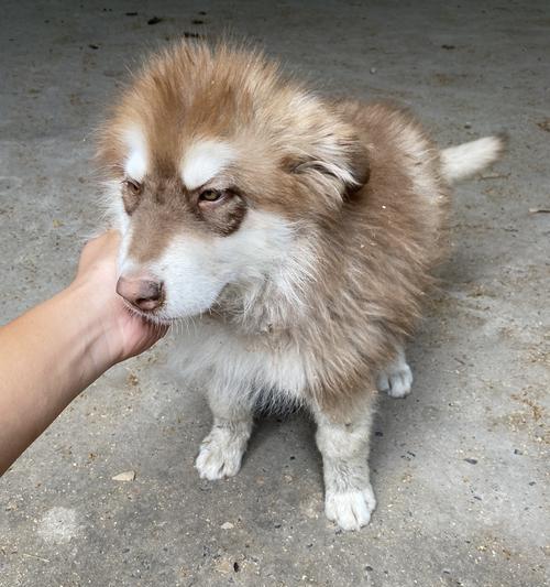 如何为你的宠物狗注射防疫针剂（以阿拉斯加犬的疫苗为例）