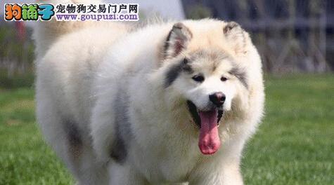 宠物教育之以阿拉斯加犬犯错为例（从错误中学习）