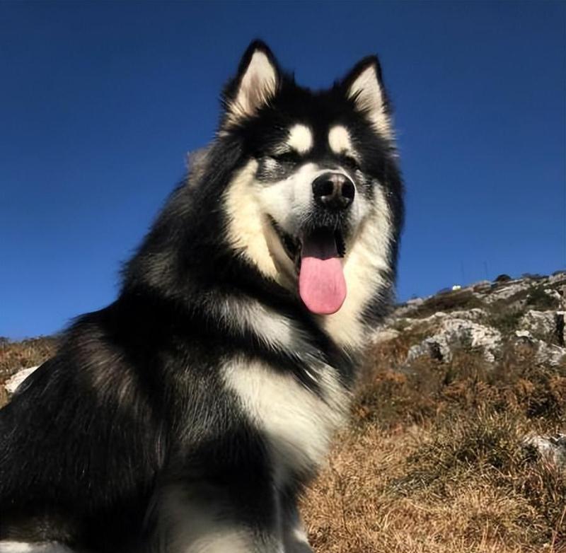 如何避免你的宠物阿拉斯加犬肥胖化（控制饮食）