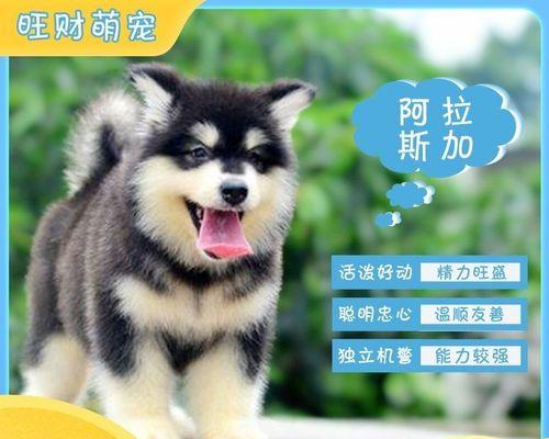 以阿拉斯加犬好吃吗——揭秘养宠物的真相（宠物与食物的那些事儿）