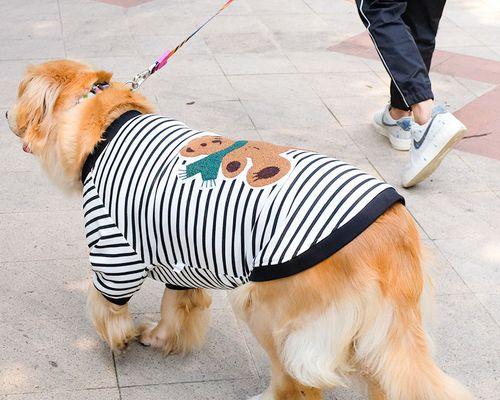 探寻拉布拉多犬三个月的成长之路（以宠物为主）