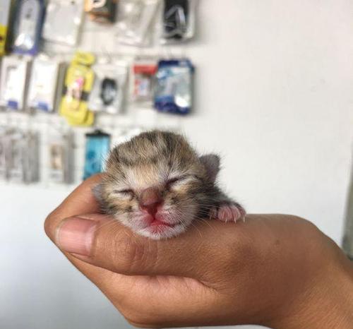 小猫的饮食指南（以刚出生小猫可以吃什么为主）