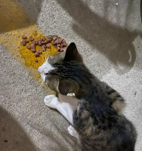 新生猫咪如何喂养（详细指南教你如何营养均衡地喂食新生猫咪）