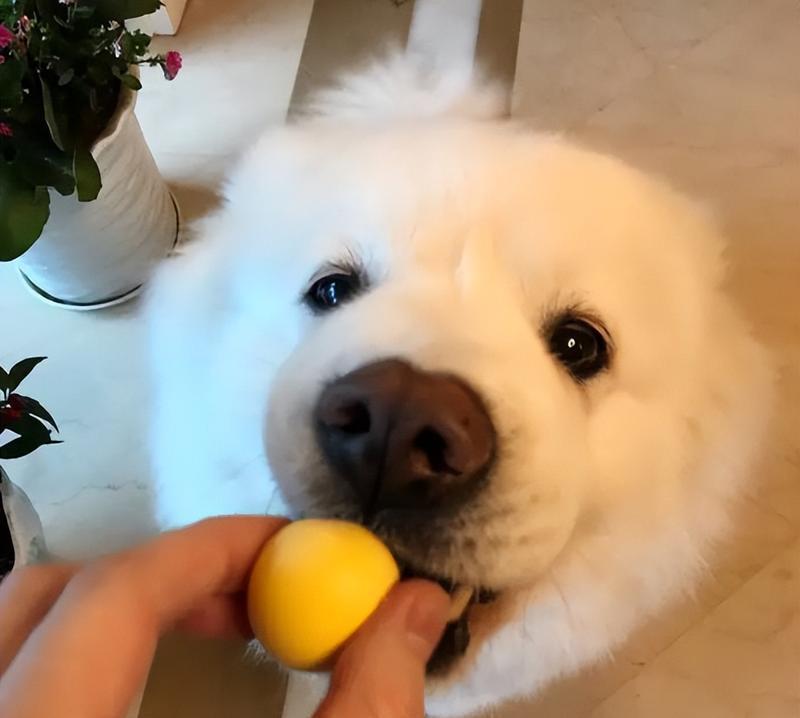 狗狗吃苹果到底要不要削皮（如何正确给宠物犬喂食苹果）