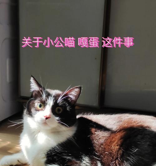 猫咪剂的正确使用方式（保护宠物健康）