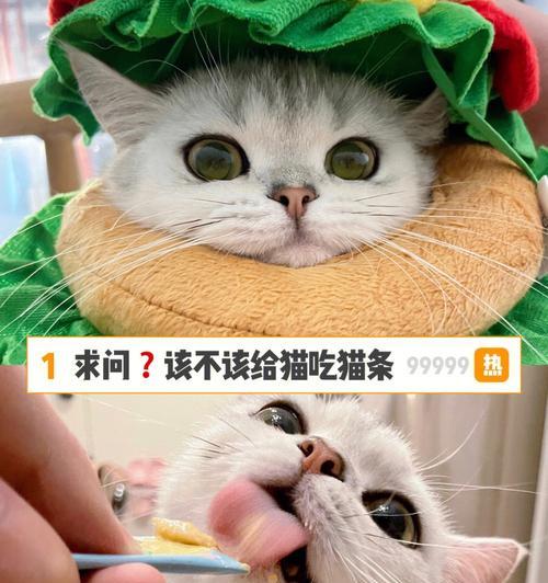 猫咪的饮食习惯与注意事项（宠爱你的猫咪）