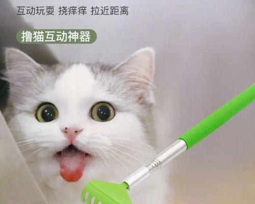 如何给宠物小猫挠痒痒（有效的挠痒技巧让小猫舒适又开心）