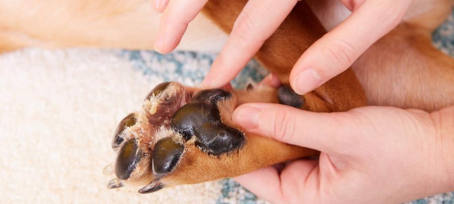 狗的爪子关节肿——症状、原因及治疗方法（拥有宠物的你必须知道的关节肿胀的预防和治疗）