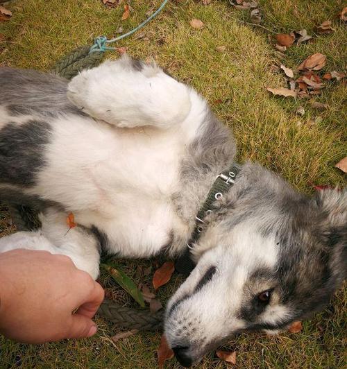 阿拉斯加犬的看家之道（以宠物为主）