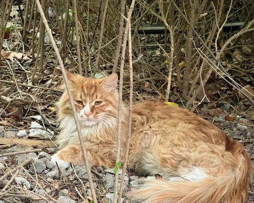 流浪猫生小猫是野猫吗（探究流浪猫生小猫的身份）