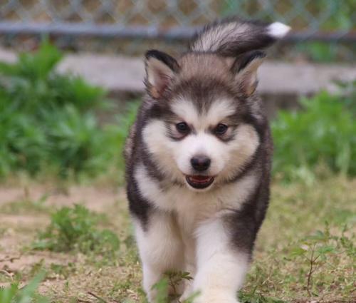 探秘阿拉斯加幼犬的营养秘密（以卵磷脂为主的宠物饲料）