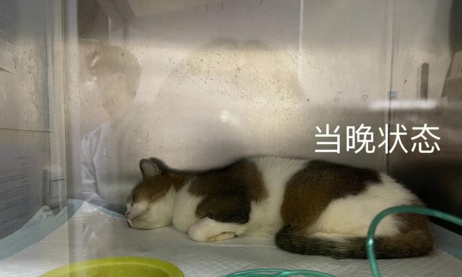 猫肺炎消炎针该如何选择（针对宠物的不同需求选择消炎针品牌）