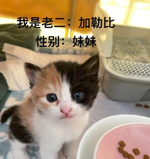 猫咪快下崽的反应到底有哪些（探究猫咪在产前）