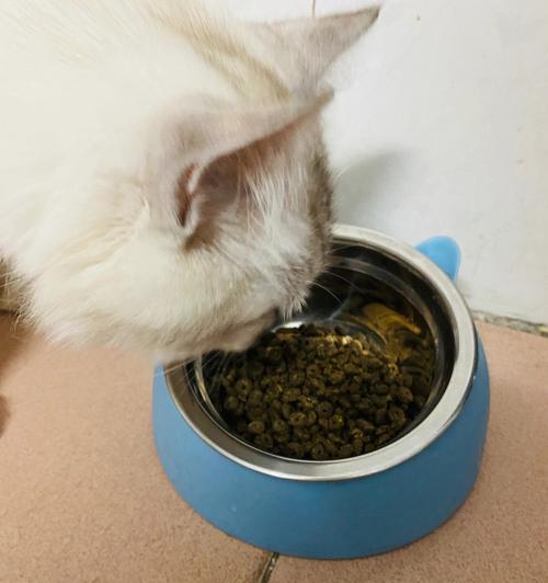 宠物猫饮食管理（科学喂养提高宠物猫健康指数）