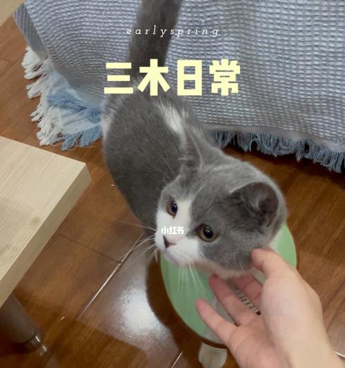 如何让宠物猫自主进食（解决猫猫不好好吃饭）