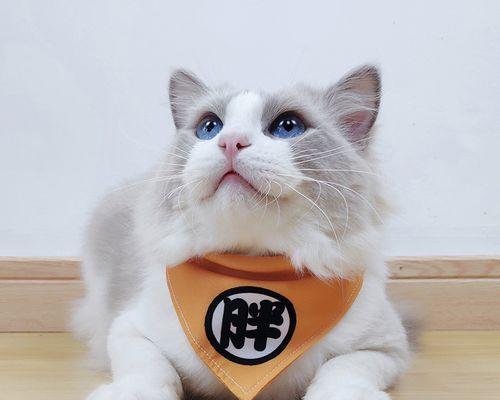 以猫猫叫是什么意思（解析猫咪语言）