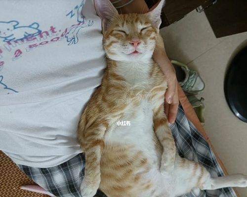 猫咪生完小猫后又产仔，如何应对（宠物猫生产后如何预防再次怀孕）