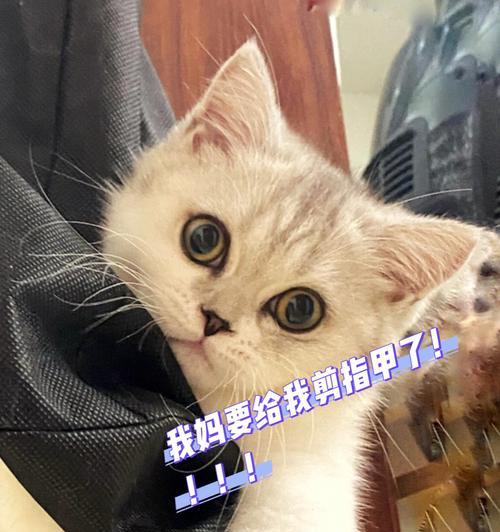 如何剪猫咪的指甲（宠物猫太凶了怎么办）