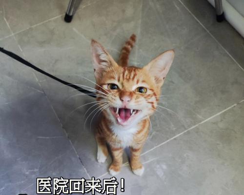 猫瘟病导致猫咪腿软（宠物主人必读）