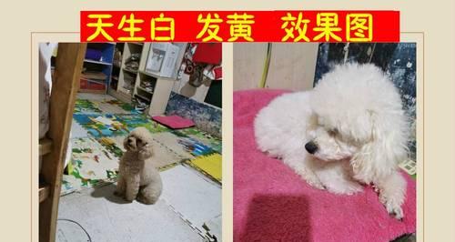 猫咪大小便问题全解密（从养成习惯到健康保障）