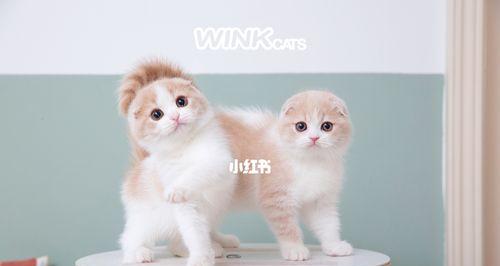 猫折耳基因检测的重要性（让宠物更健康）