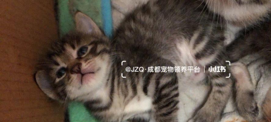 猫咪3个月体重（了解猫咪3个月体重的重要性）