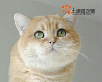 揭秘猫咪CFA证书的样子（了解宠物世界的权威认证与标志）