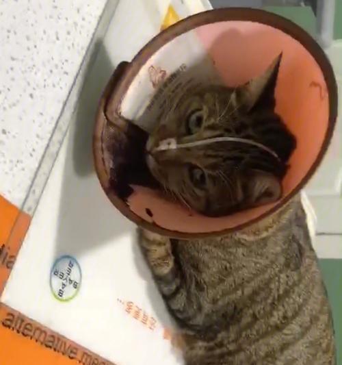 宠物猫惊吓大便失禁的原因及应对方法（猫咪遭到虐待或惊吓后）