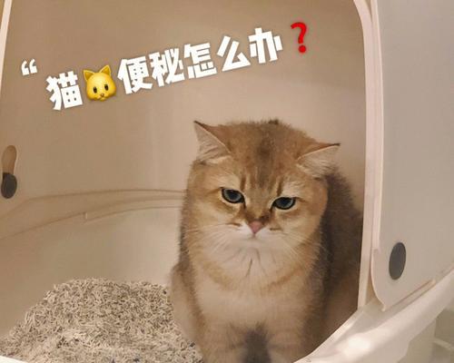 夜半便秘的猫咪该如何缓解（宠物健康）