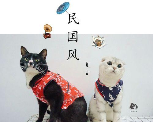 猫咪托运指南（以宠物为主）