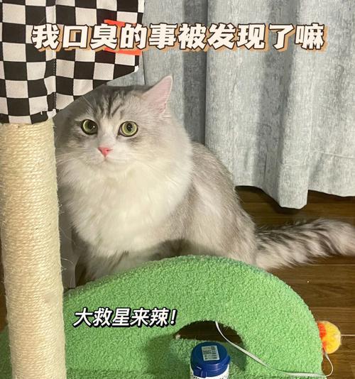 三金片治疗猫咪膀胱结石的效果及注意事项（以宠物为主）